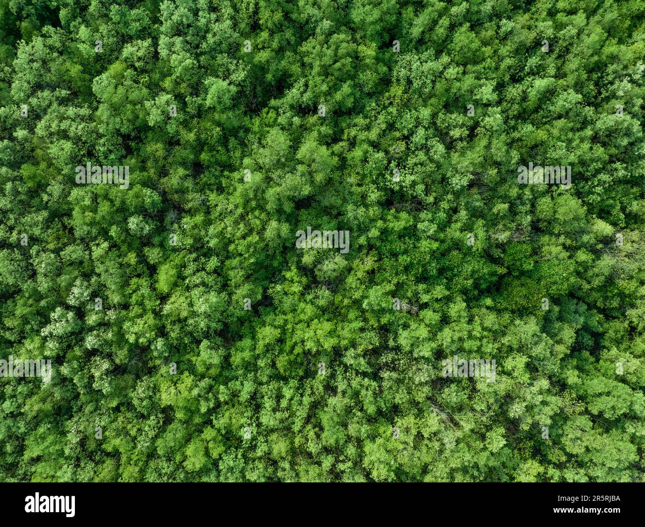 Draufsicht auf den Mangrovenwald. Die Drohnenansicht der dichten grünen Mangrovenbäume erfasst CO2 cm. Grüne Bäume als Hintergrund für Kohlenstoffneutralität und Netto-Null Stockfoto