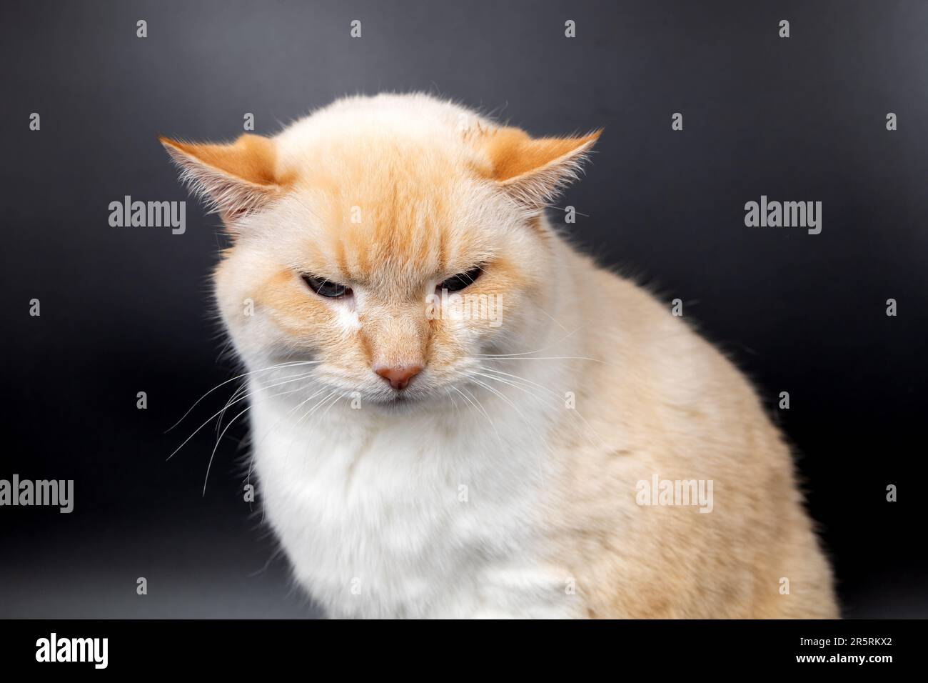 Weiße rote kranke Katze mit tiefen, schmerzenden Ohren Stockfoto