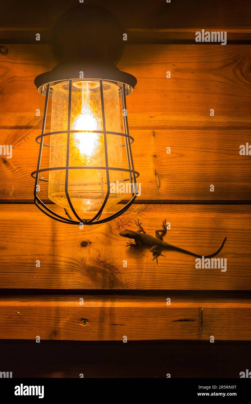 Frankreich, Karibik, Kleinen Antillen, Guadeloupe, Basse-Terre, Deshaies, Au Jardin des Colibris, eine charmante und ungewöhnliche Unterkunft mit der Bezeichnung Esprit Parc national, die von der Liga zum Schutz der Vögel (LPO) als Zufluchtsstätte eingestuft wurde; eine wahre Oase des Friedens für die Vogelwelt und für diejenigen, die in diesem 10.000 Hektar großen Wald Harmonie und Wohlbefinden finden Stockfoto