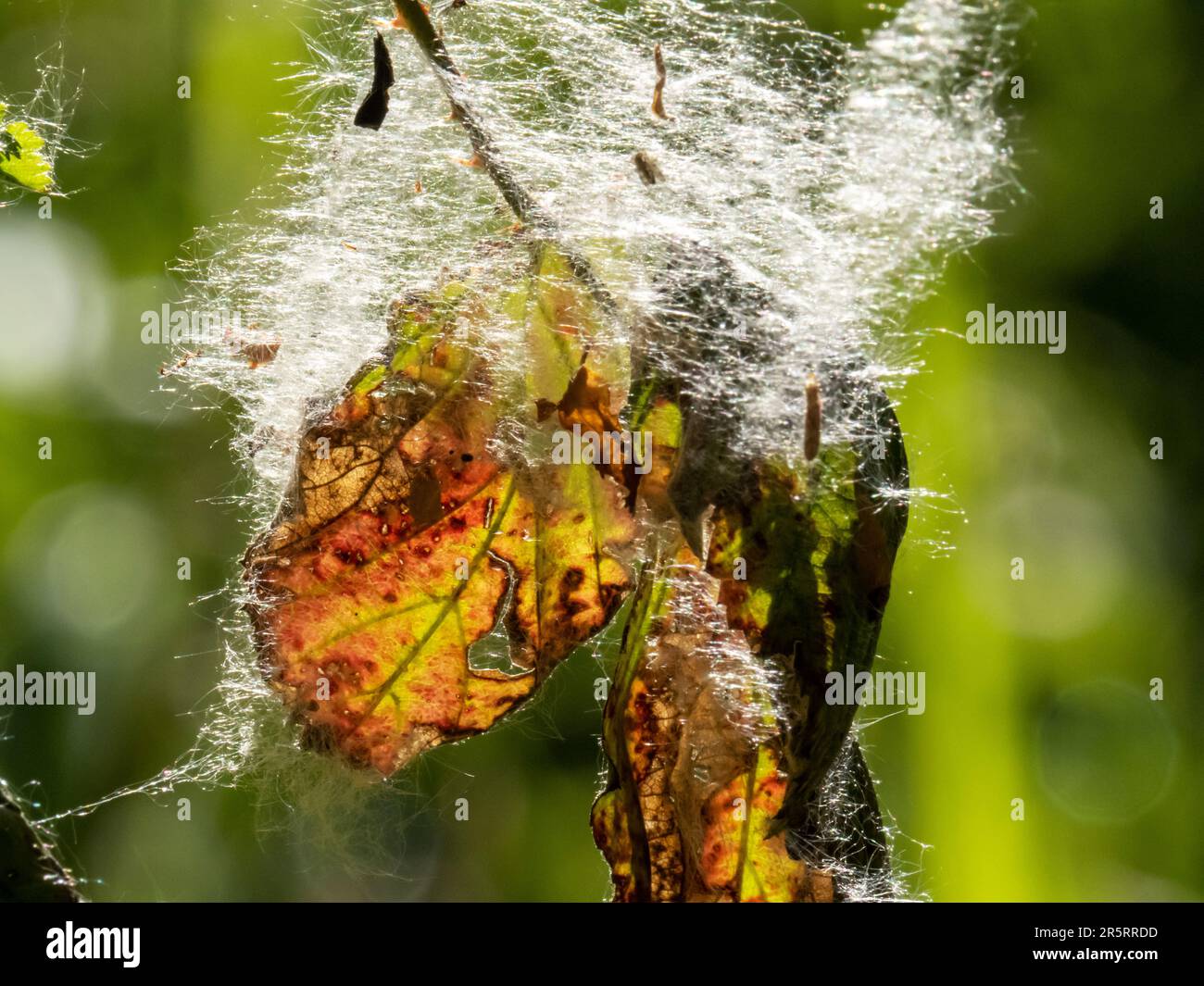 Weidensamen auf einem Blatt in Ambleside im Lake District, Großbritannien. Stockfoto