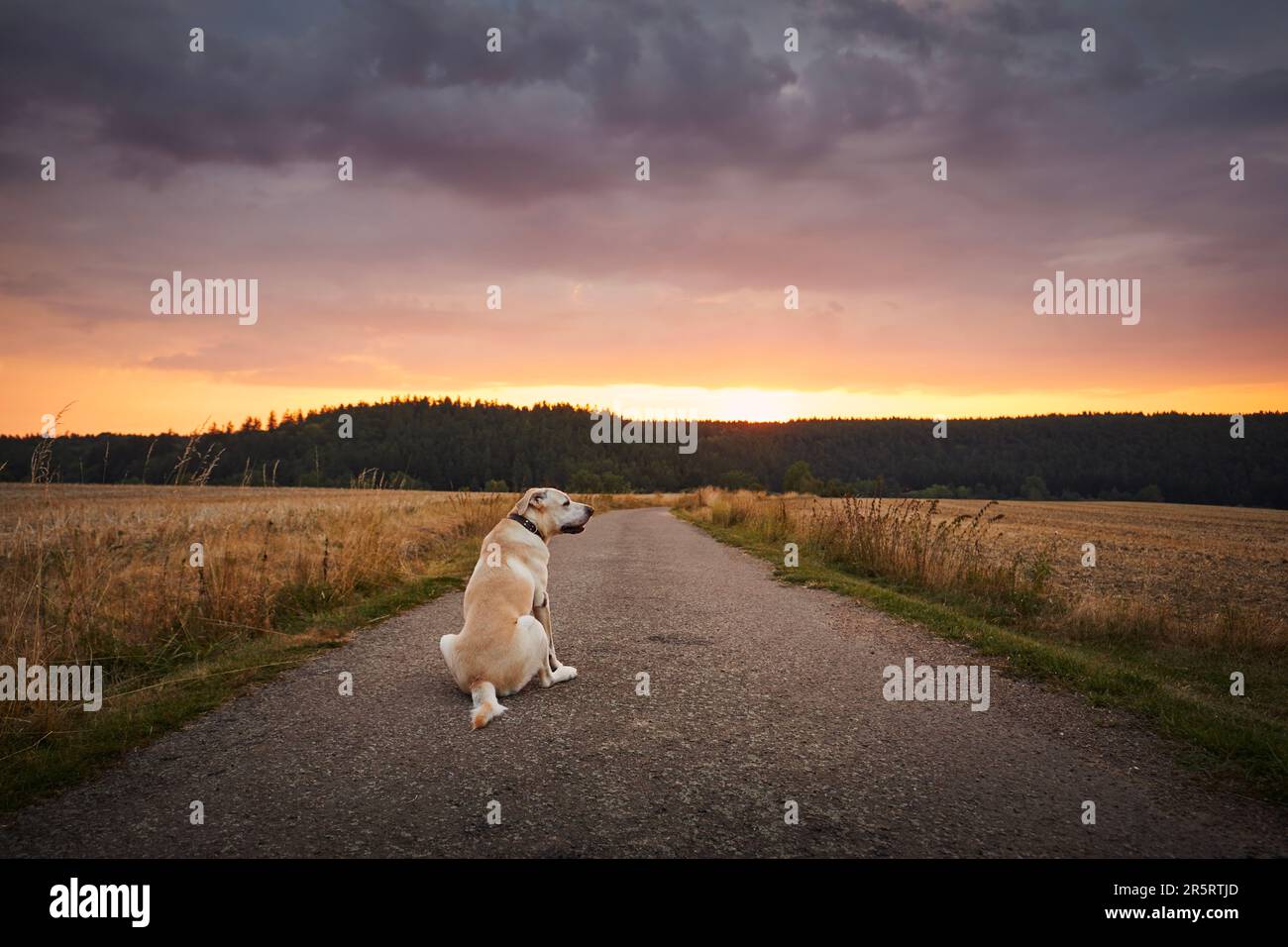 Ein treuer Hund, der bei Sonnenuntergang wartet. Verlorener labrador-Retriever auf der Landstraße zwischen den Feldern. Stockfoto