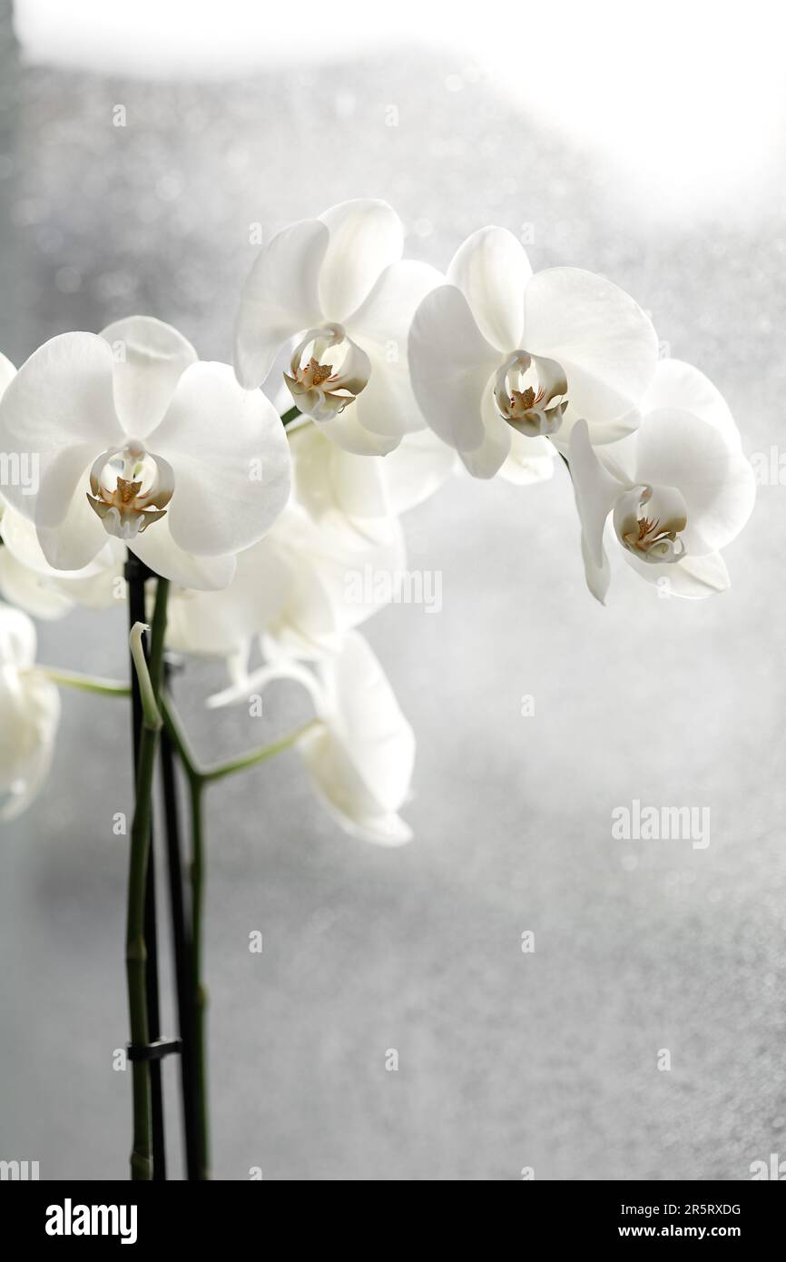 Nahaufnahme einer weißen Orchidee am Fenster an einem Regentag Stockfoto