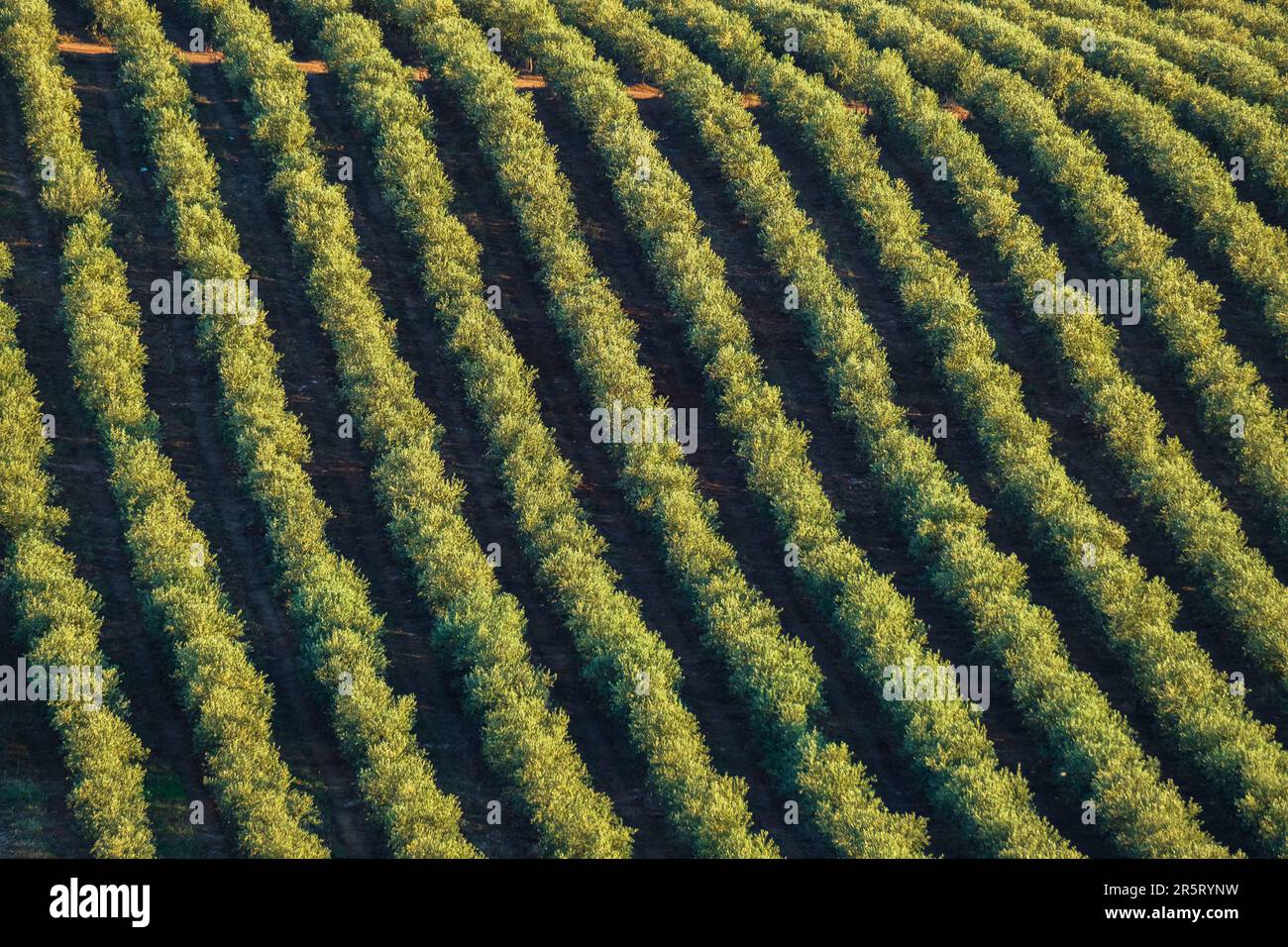 Portugal, Region Alentejo, Umgebung von Serpa, der Olivenanbau ist eine tausendjährige Tradition in Alentejo Stockfoto