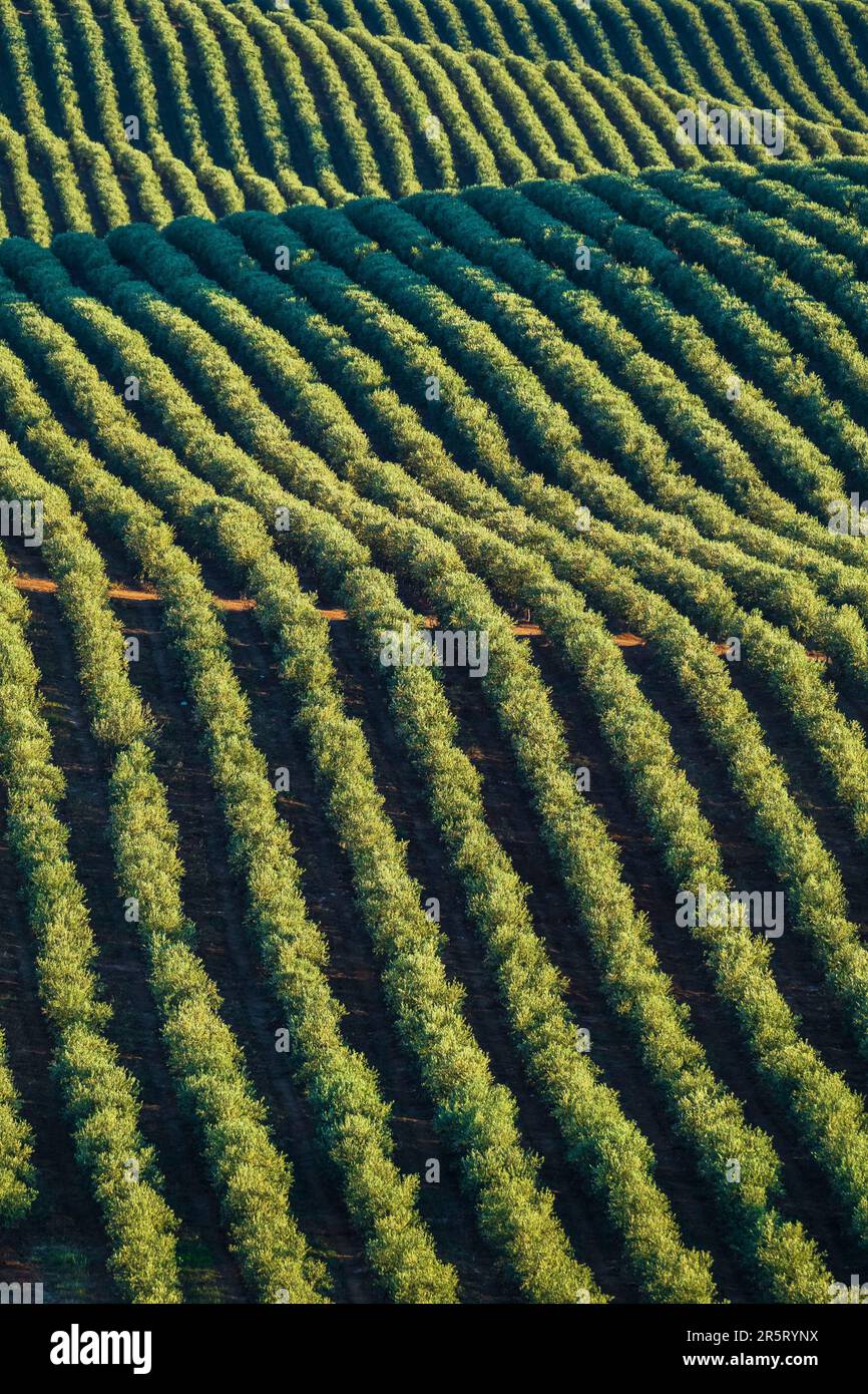Portugal, Region Alentejo, Umgebung von Serpa, der Olivenanbau ist eine tausendjährige Tradition in Alentejo Stockfoto