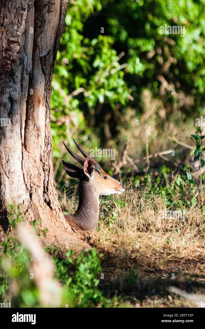 Kenia, Taita Hills Wildlife Sanctuary, Reedbuck, bohor Reedbuck (Redunca redunca) Stockfoto