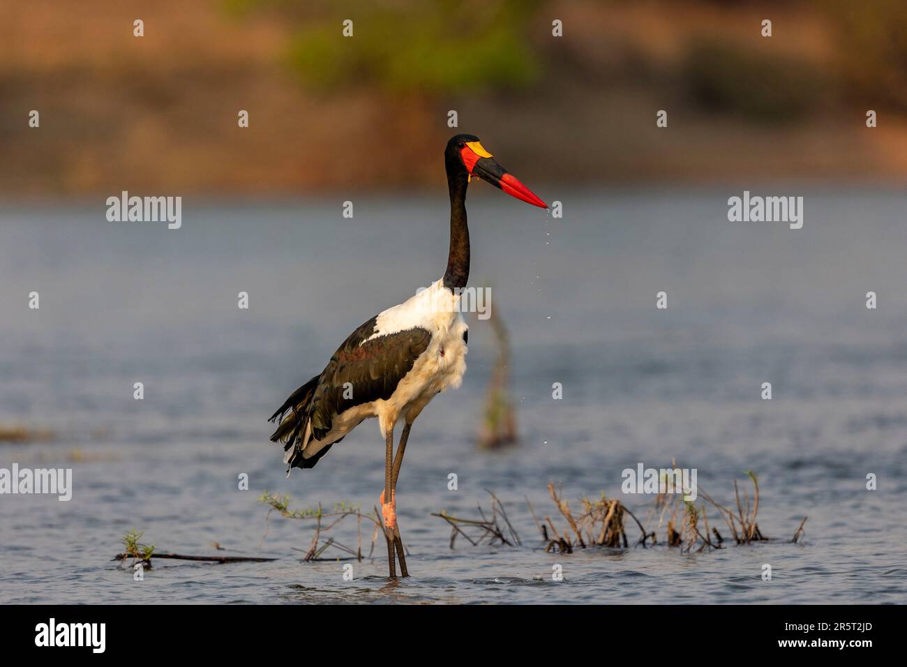 Sambia, Kafue Natioinal Park, Kafue River, Sattelstorch oder Sattelschnabel (Ephippiorhynchus senegalensis), Futtersuche Stockfoto