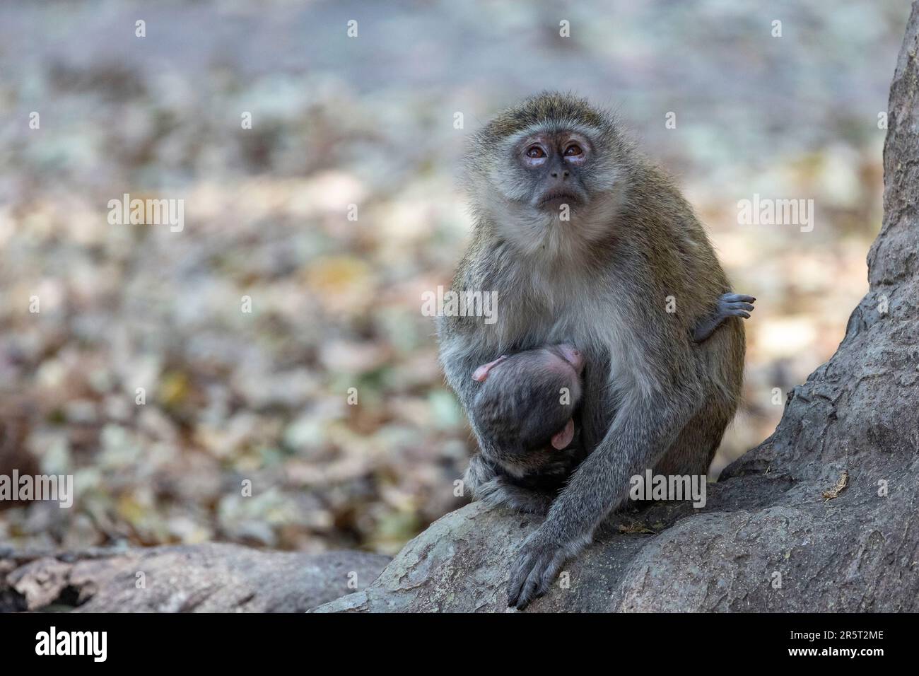 Sambia, Kafue Natioinal Park, Vervet Monkey (Cercopithecus aethiops), Female und Baby Stockfoto