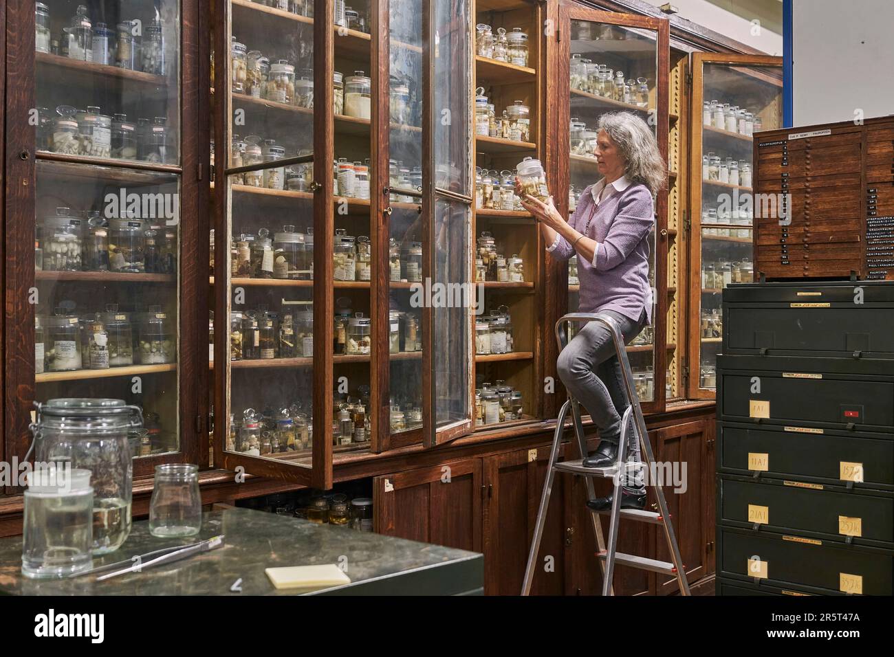 Frankreich, Paris, Nationalmuseum für Naturgeschichte, Arachnologielabor, Christine Rollard, Lehrerin Forscherin Aaraneologin, verantwortlich für die Erhaltung der Spinnensammlung. Etwa 26.000 Spinnenarten, darunter etwa 12.000 Arten, sind im Museum zu finden. Diese historische Sammlung von Arachniden ist in fast allen Ordnungen eine der größten Sammlungen der Welt. Stockfoto