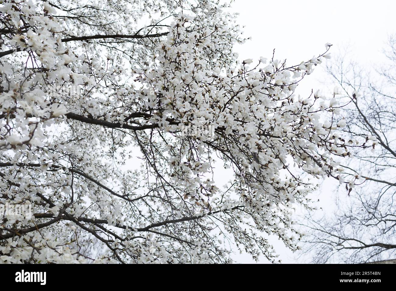 Zweige einer großen blühenden Magnolie vor dem Hintergrund des Regenhimmels Stockfoto