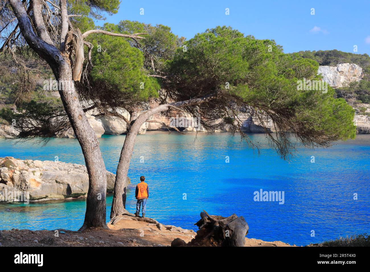 Spanien, Balearen, Menorca, Ferreries, Mitjaneta Beach, Ein Kind am Fuß einer Kiefer Stockfoto