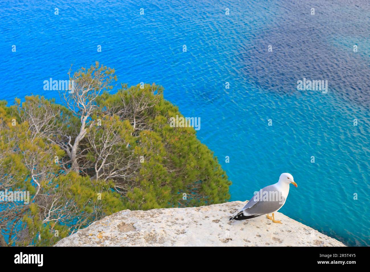 Spanien, Balearen, Menorca, Macarelleta Beach, Möwen über der Bucht Stockfoto