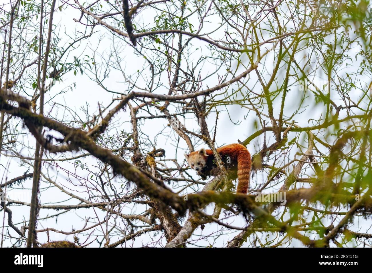 Nepal, Himalaya, Singalila-Nationalpark, kleiner Panda (Ailurus fulgens), in einem Baum Stockfoto