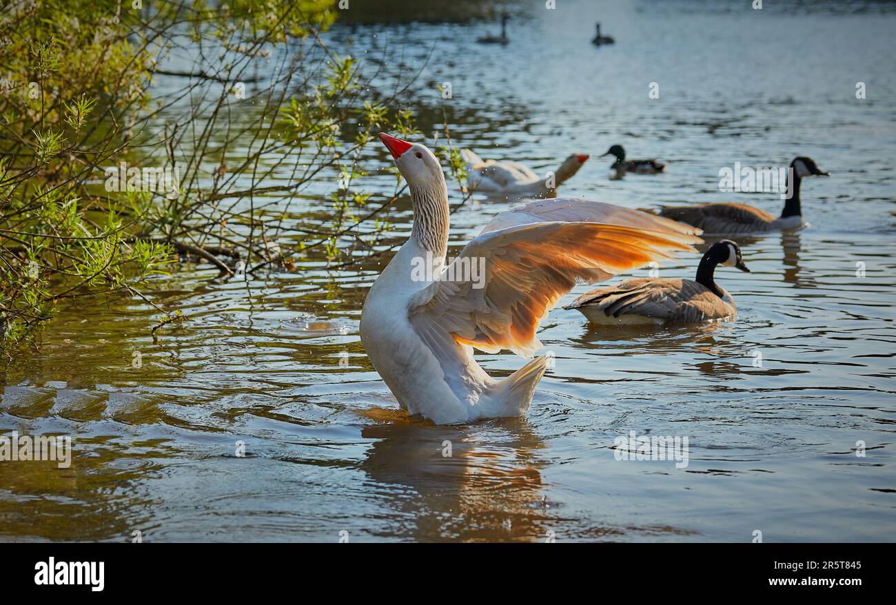 Eine Gans flattert mit ihren Flügeln über dem Wasser mit anderen Wasservögeln um sie herum. Stockfoto