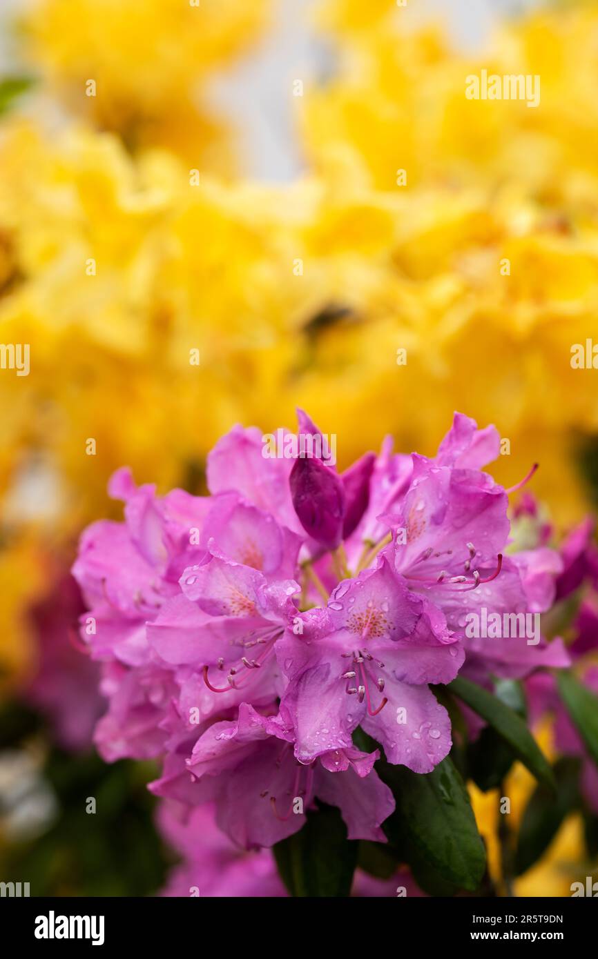 Nahaufnahme der roten und gelben Rhododendron-Blüten Stockfoto