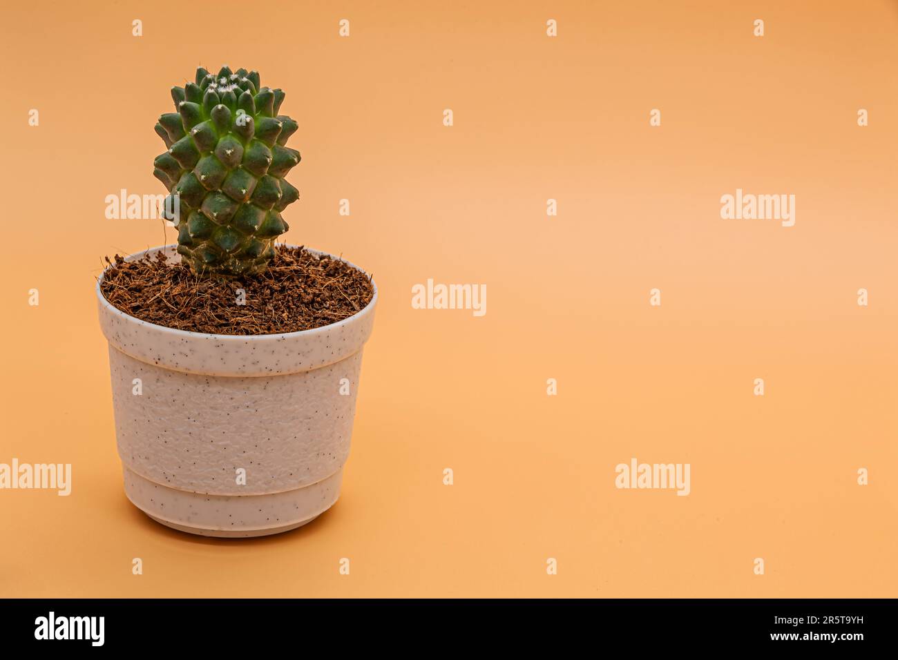 Schn grn mit weien Flecken sukkulente Haworthia Fasciata auf dem Metall  Blumentopf in der Nhe der Fenster in hellen, sonnigen Tag. Home Pflanzen  und kologie Dekoration. Selektiver Fokus, verschwommenen Hintergrund  Stockfotografie -