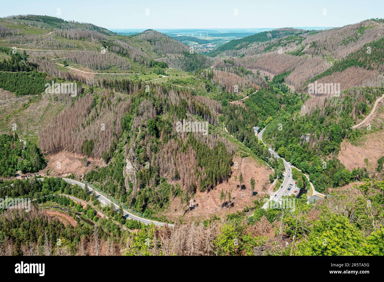 Waldrückgang im Harzer Gebirge, Niedersachsen, Deutschland. Sterbende Fichten, Dürre und Rindenkäfer-Befall, Juni 2023. Stockfoto