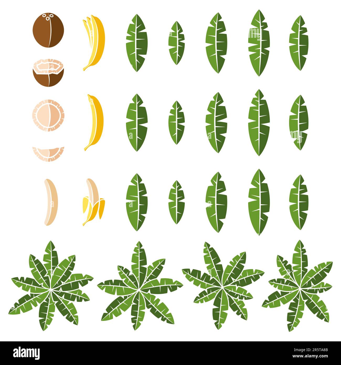 Farbdarstellung mit tropischen Palmen, Blättern, Kokosnuss und Banane. Isoliertes Vektorobjekt auf weißem Hintergrund. Stock Vektor