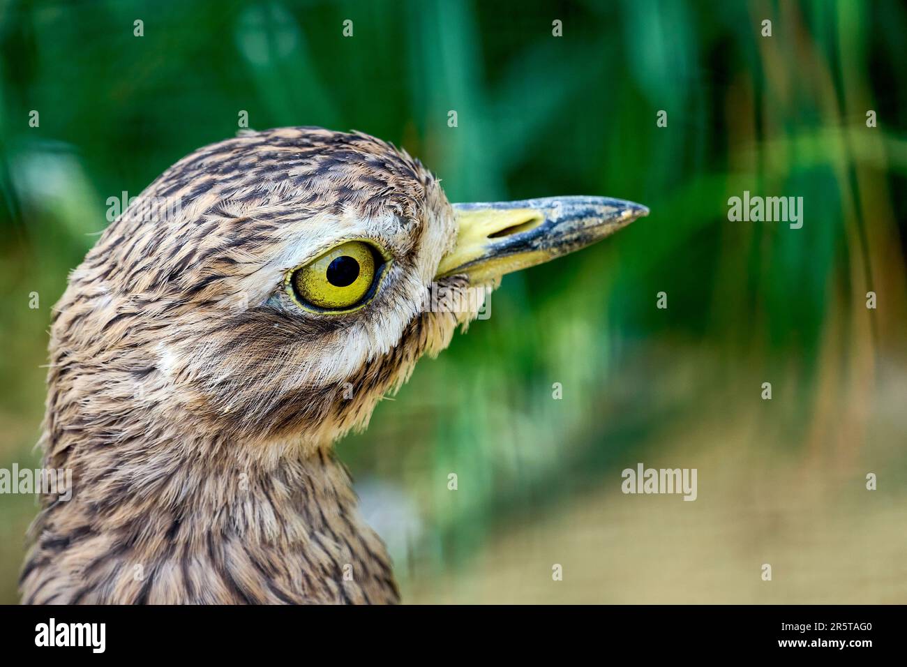 Eine Nahaufnahme eines wunderschönen braunen Vogels mit einem leuchtend gelben Schnabel Stockfoto