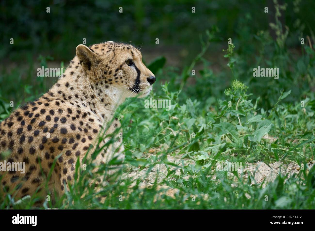 Im Gras steht eine Nahaufnahme eines majestätischen Geparden mit einem verschwommenen Hintergrund Stockfoto