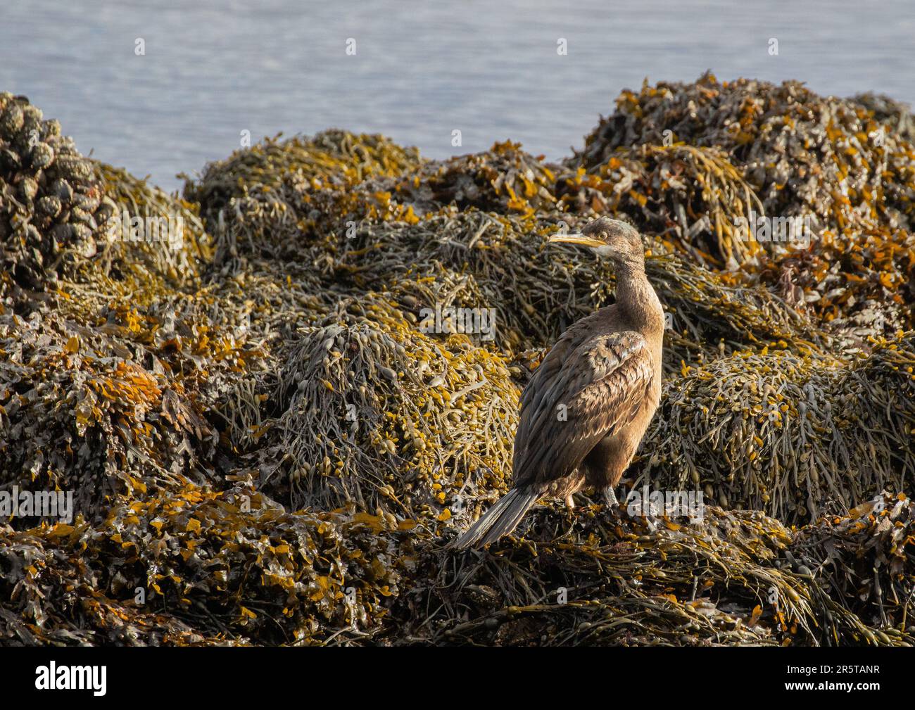 Ein junger Kormorant ( Phalacrocorax carbo), der an den Algengesteinen an der Mündung in Clifden Connemara austrocknet. Stockfoto