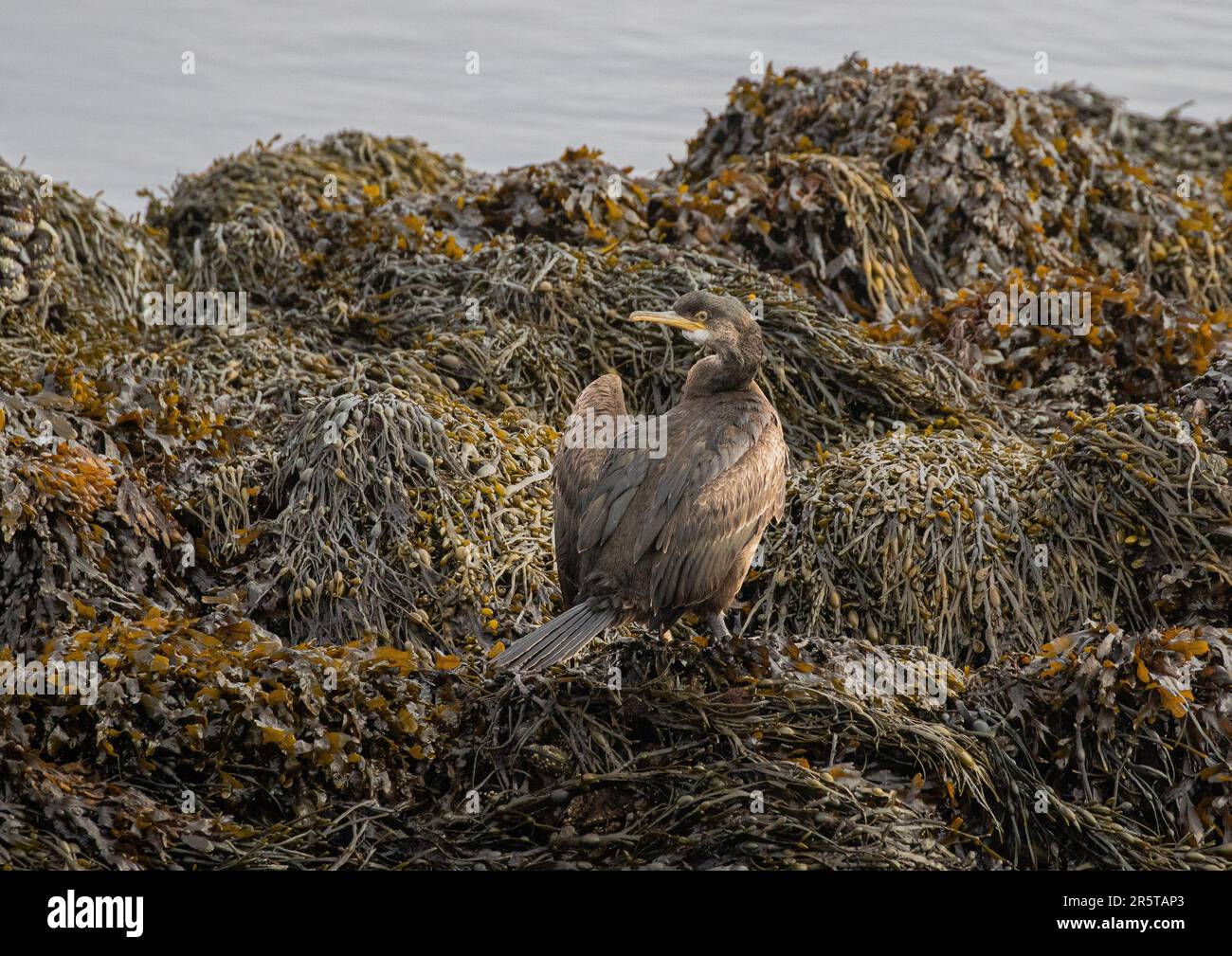 Ein junger Kormorant ( Phalacrocorax carbo), der an den Algengesteinen an der Mündung in Clifden Connemara austrocknet. Stockfoto