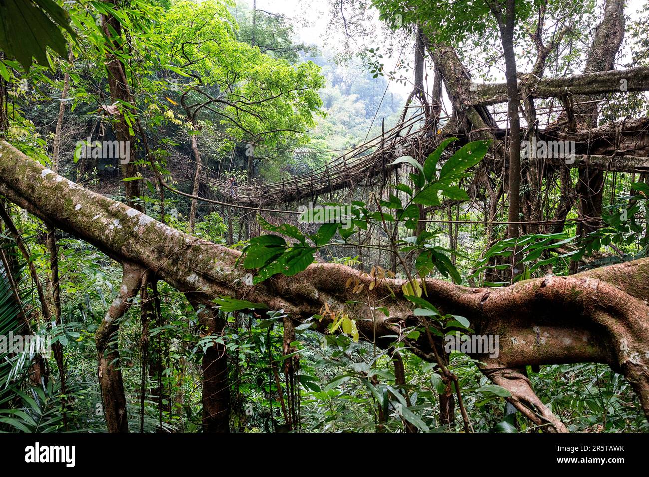 Spektakuläre lebende Wurzelbrücke Rangthylliang in der Cherrapunji-Region, Meghalaya, Nordosten Indiens. Die längste lebende Wurzelbrücke im tropischen Regenwald Stockfoto