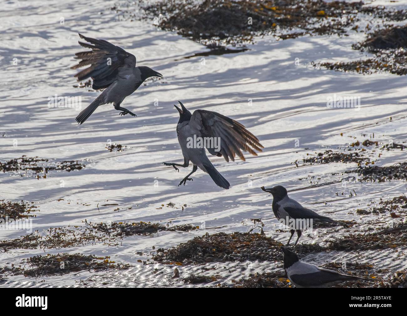 Drei Kapuzenfresser (Corvus cornix), die in der Luft um eine Schalentiere kämpfen, in den seichten Gebieten der Clifden Bay, Irland Stockfoto