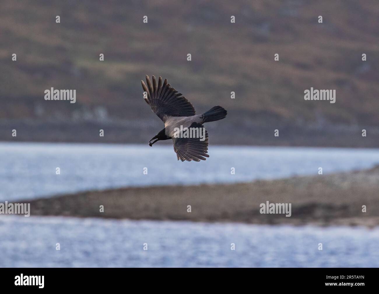 Eine clevere Kapuzenkrähe ( Corvus cornix), die Regale trägt, die bereit sind, aus einer Höhe zu fallen, und sie dann mithilfe der Schwerkraft auf den Felsen aufbricht. Irland Stockfoto