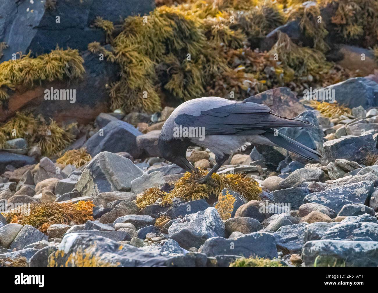 Eine clevere Kapuzenkrähe ( Corvus cornix), die Regale öffnet, indem sie sie zertrümmert und auf den Felsen aufbricht. Clifden Bay, Irland Stockfoto