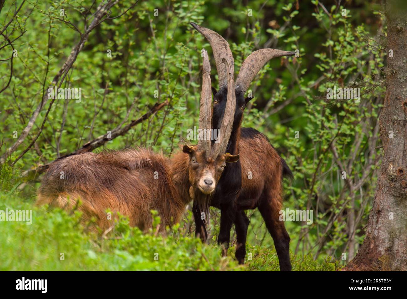 Ein alter Ziegenbock mit langen Hörnern auf einer grünen Wiese Stockfoto