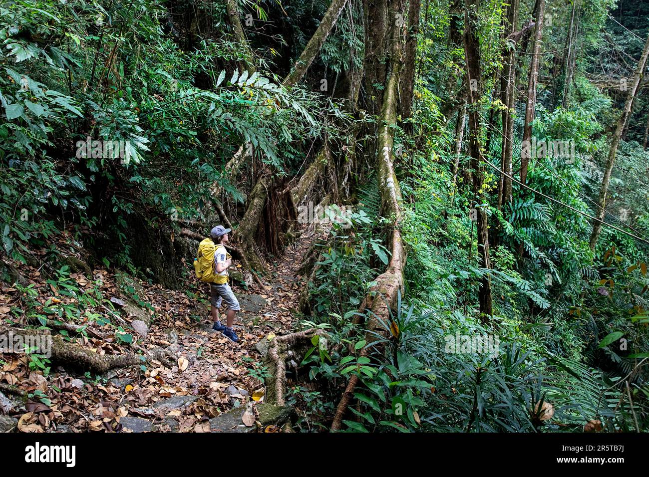 Living Root Bridge des südlichen Meghalaya, handgefertigte Struktur aus den Luftwurzeln der Gummifeigen (Ficus elastica), Touristengebiet, indien Stockfoto