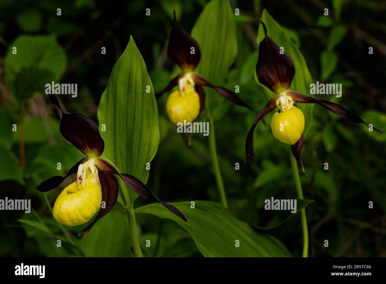 Yellow Lady's Slipper - Cypripedium calceolus, wunderschöne, farbige Blütenpflanze aus europäischen Wäldern und Wäldern, Tschechische Republik. Stockfoto