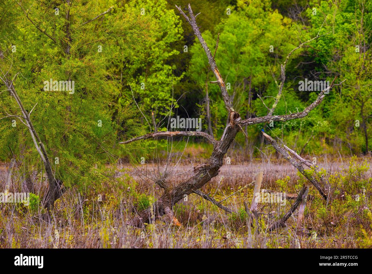 Toter Baum während eines Spaziergangs durch die Natur im Frühling auf dem Phipps Bend Trail in der Nähe von Church Hill, Tennessee. Stockfoto