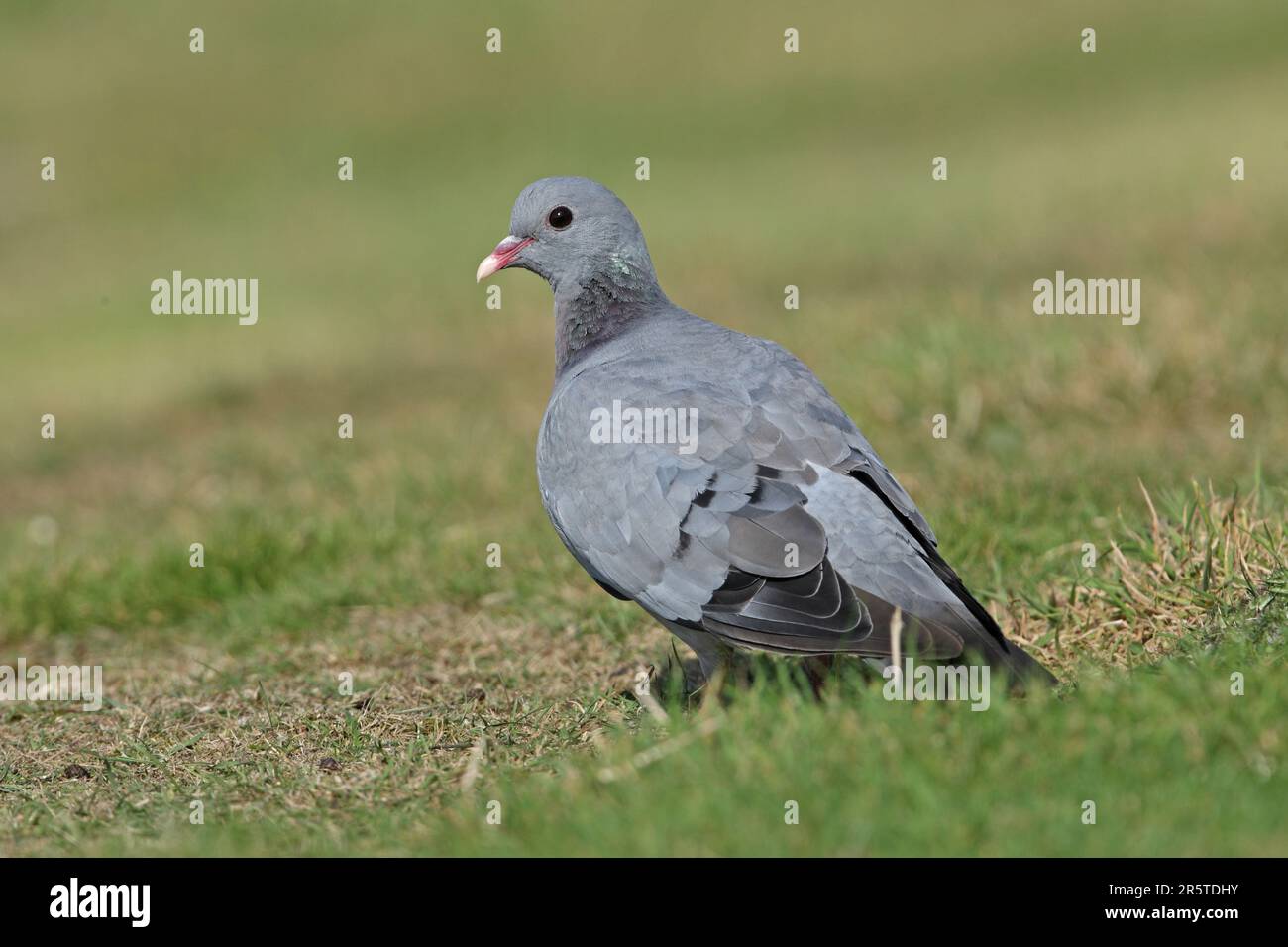 Stock Dove (Columba oenas oenas), Erwachsener, auf dem Boden stehend, Eccles-on-Sea, Norfolk, Großbritannien September Stockfoto