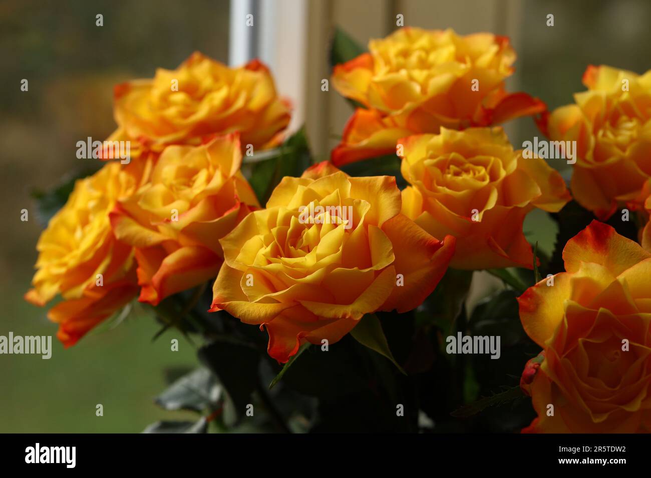 Wunderschöner Strauß orangefarbener Rosen mit zarten Blütenblättern Stockfoto