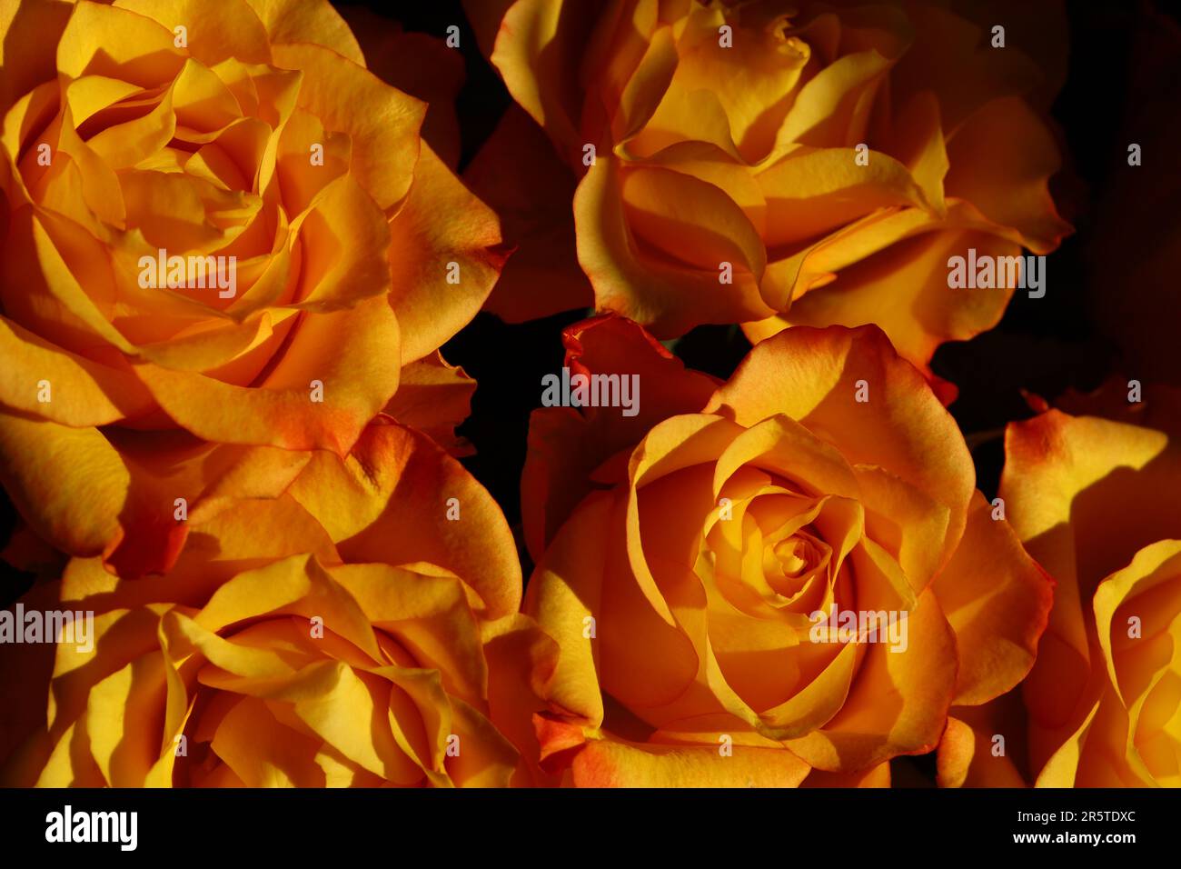 Wunderschöner Strauß orangefarbener Rosen mit zarten Blütenblättern Stockfoto