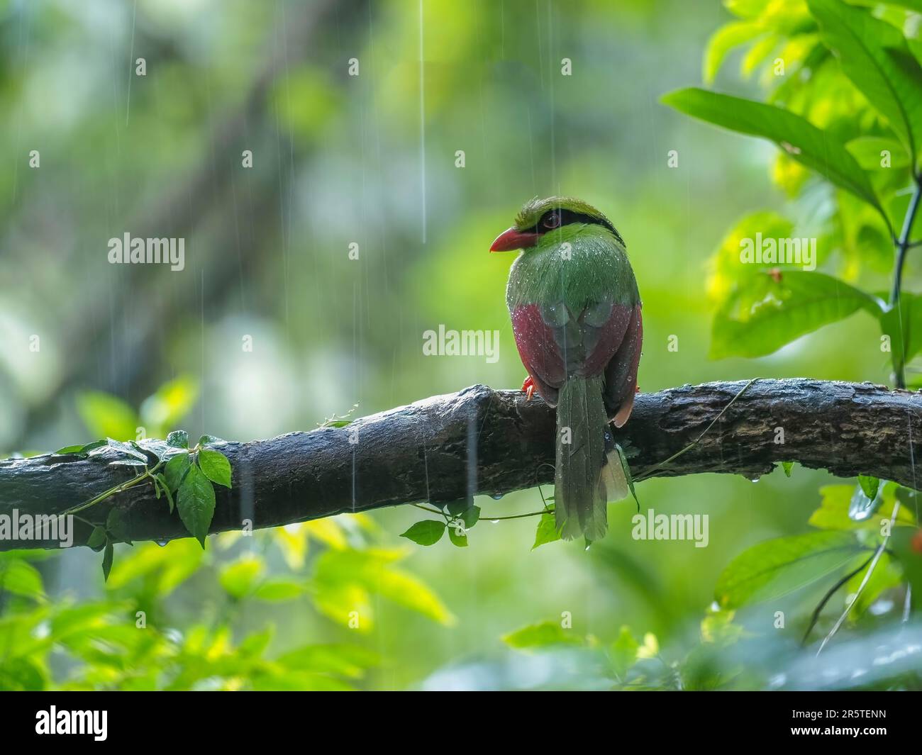 Ein kleiner Vogel sitzt im Regen auf einem Ast eines Baumes, der von Wassertropfen umgeben ist Stockfoto