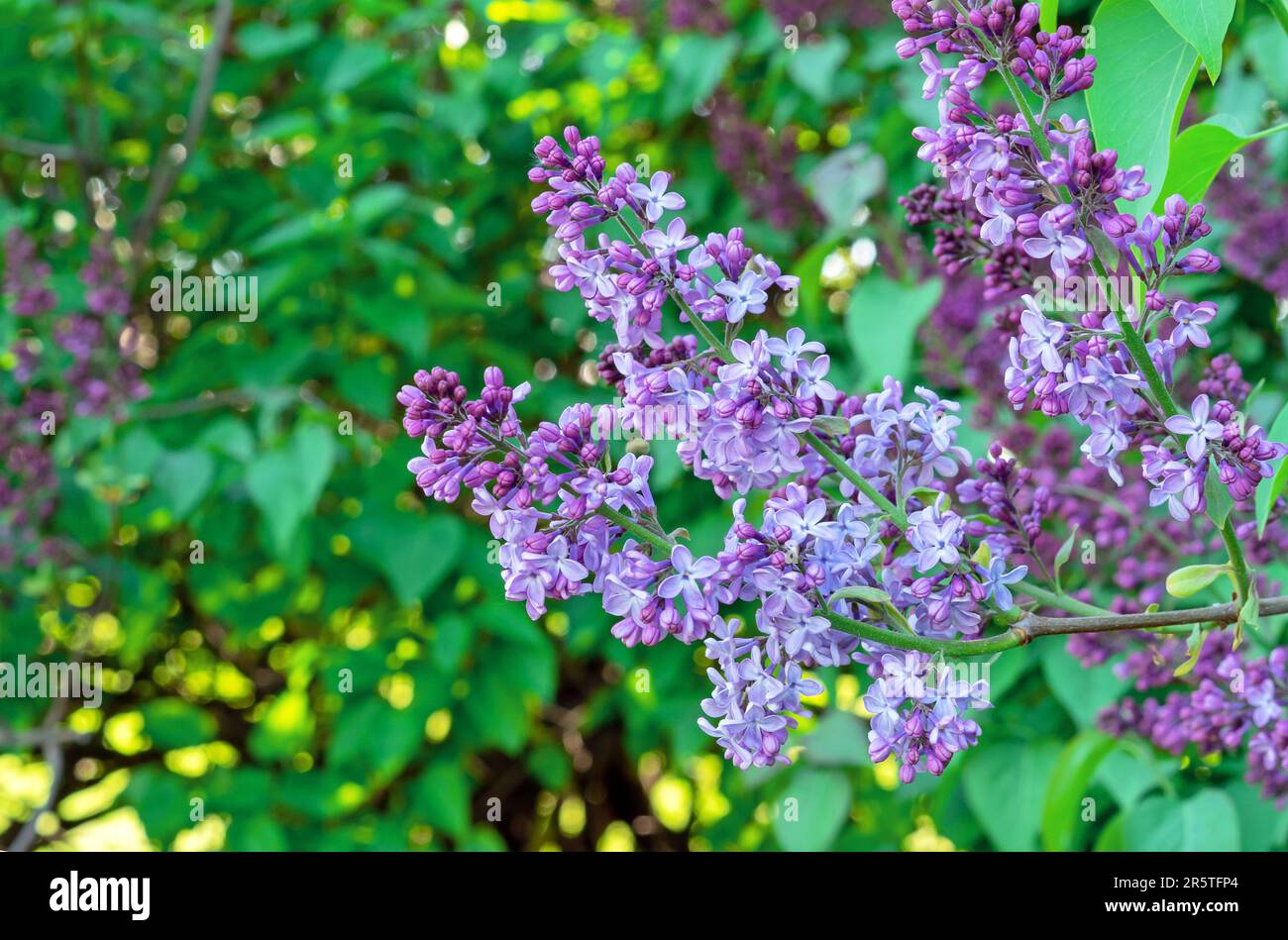 Lila Blume mit grünen Blättern. Blühender Fliederbusch mit zarten Blumen. Lila Blume im Busch. Frühling. Stockfoto