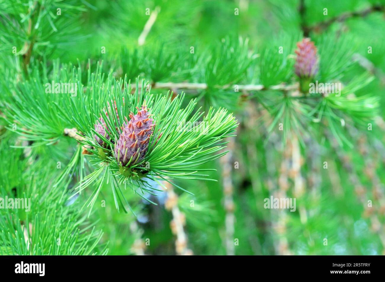 Junge Zapfen aus sibirischer Tanne. Kleine Tannenschüsse. Stockfoto