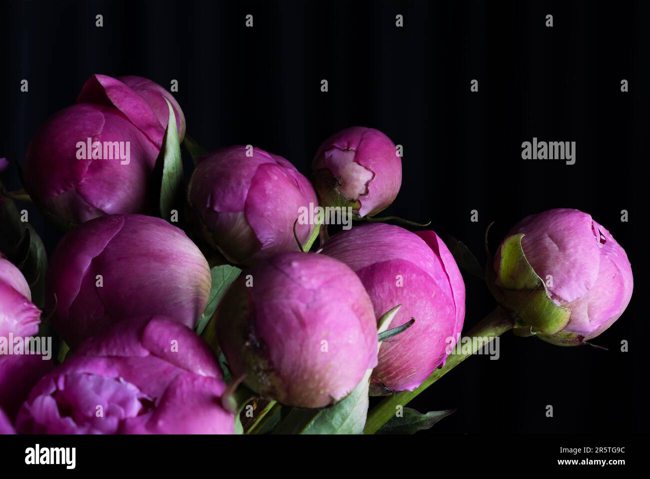 Pfingstrosen auf schwarzem Hintergrund. Stockfoto