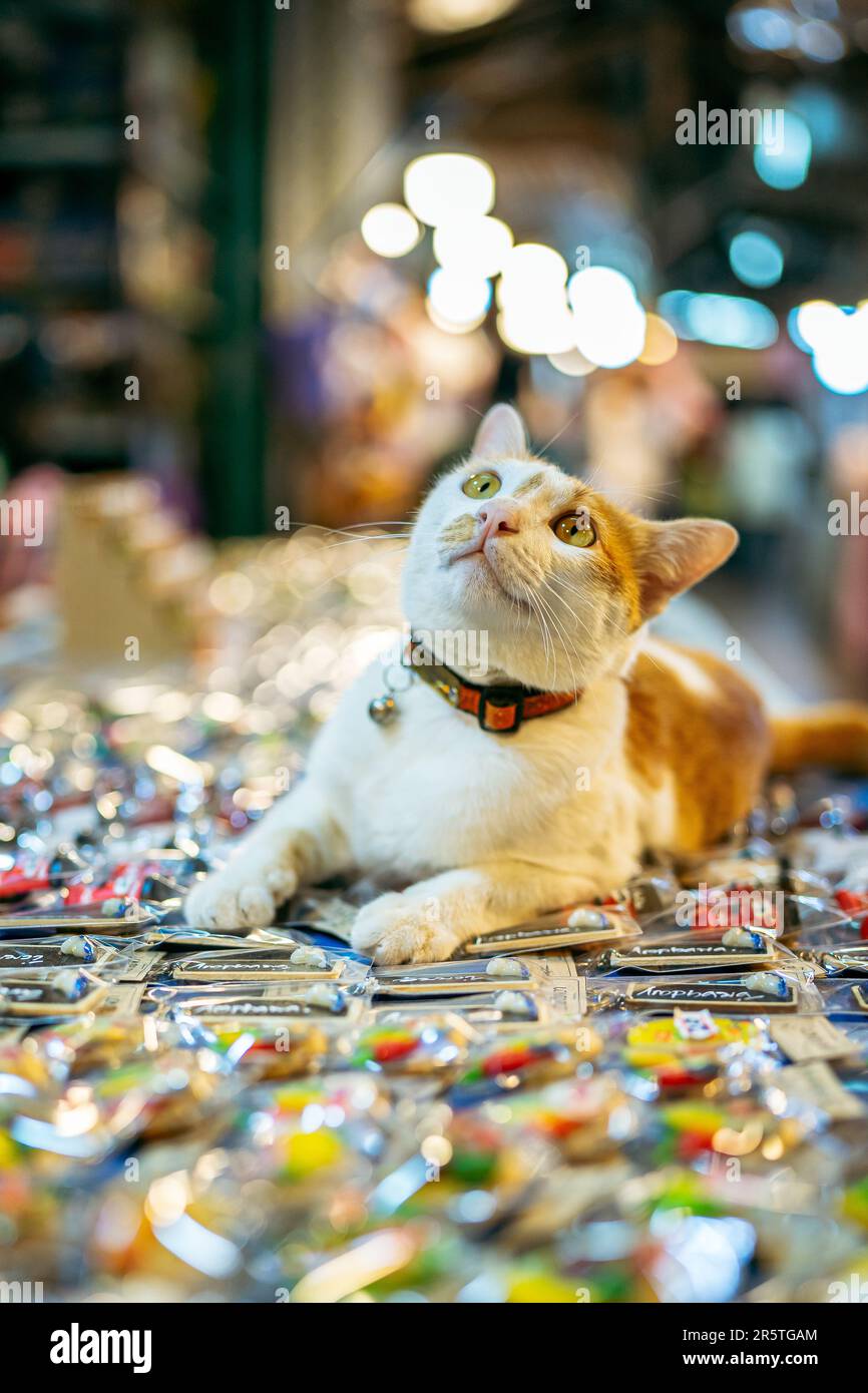 Eine Hauskatze, die bequem auf einer weißen Oberfläche ruht, umgeben von einer Vielzahl von Schmuckstücken, einschließlich Ringen und Halsketten Stockfoto