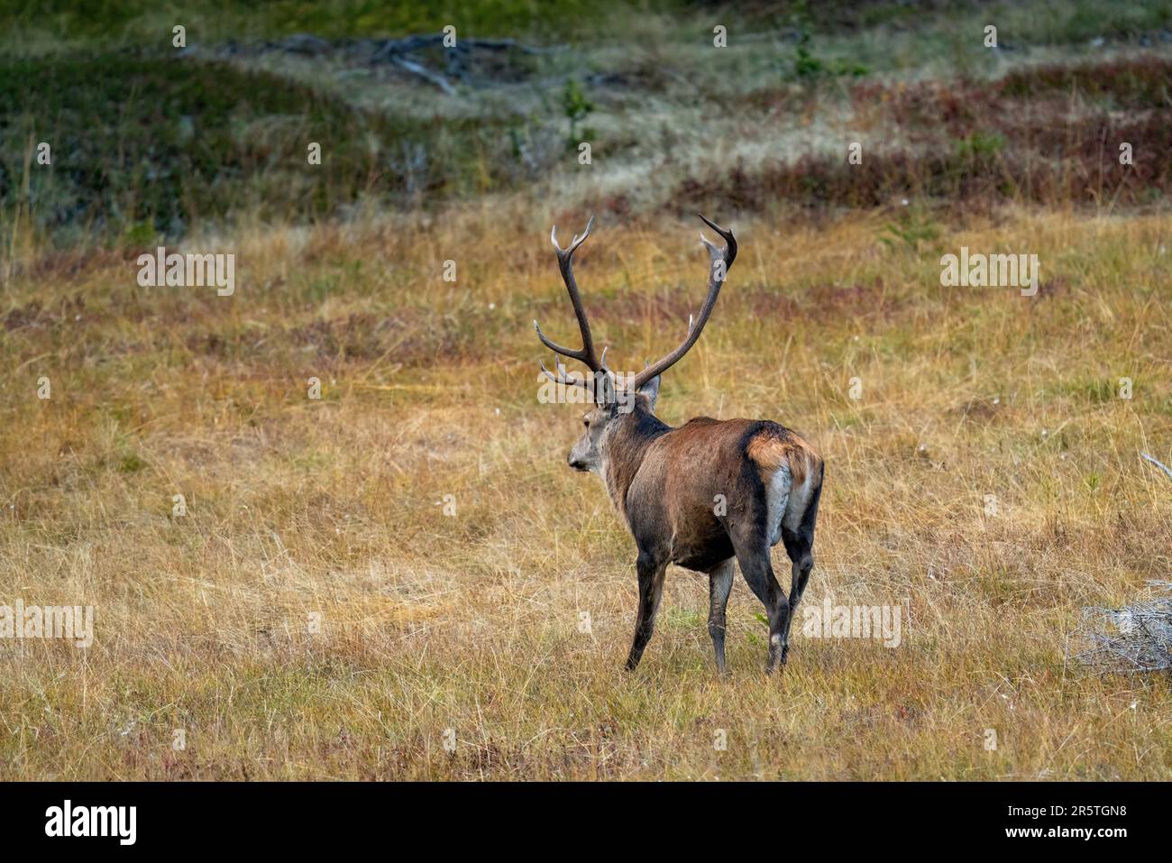 Roter Hirsch, Zervus elaphus, in der Springsaison auf den Bergen an einem Herbstabend Stockfoto