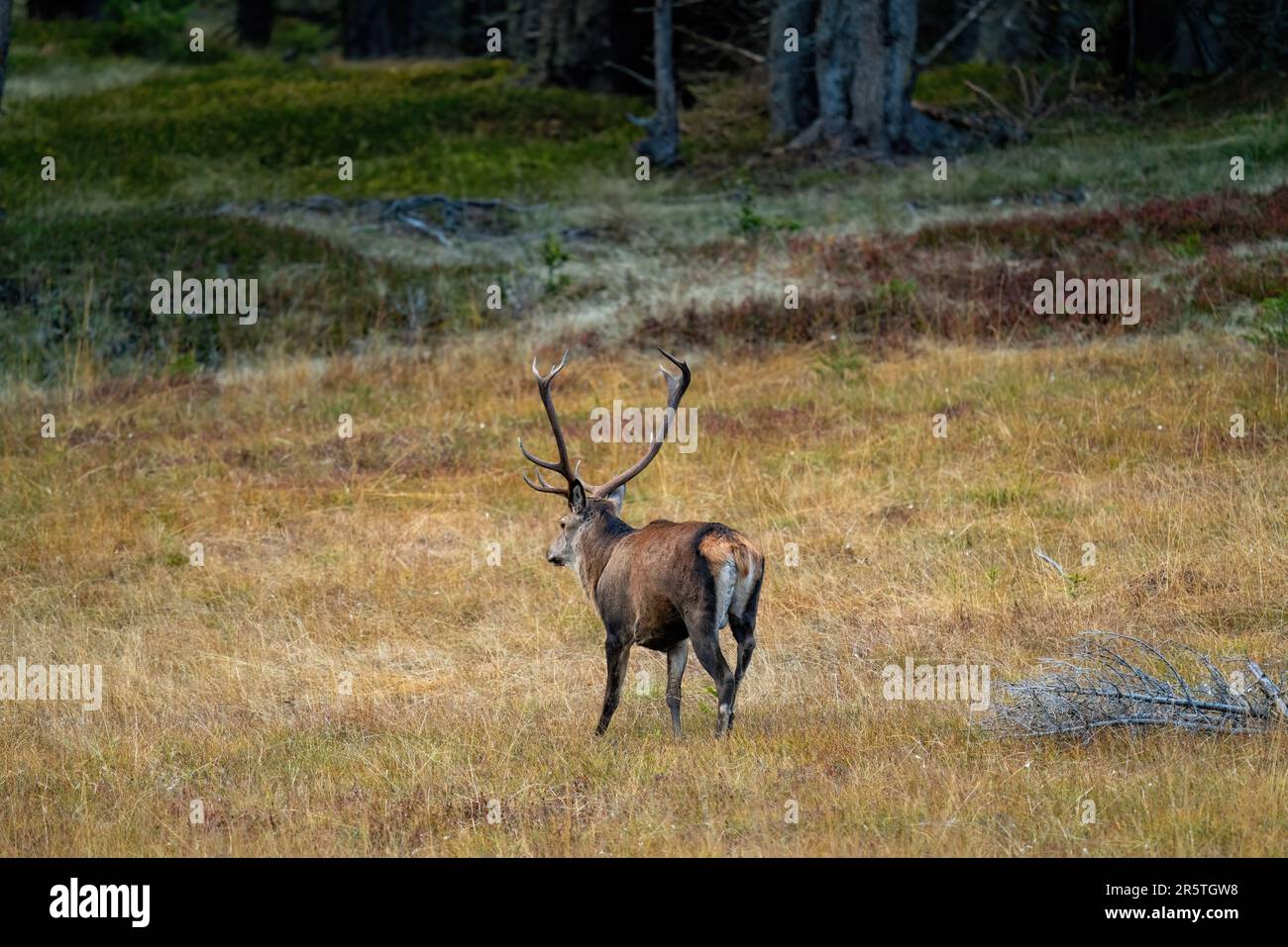 Roter Hirsch, Zervus elaphus, in der Springsaison auf den Bergen an einem Herbstabend Stockfoto