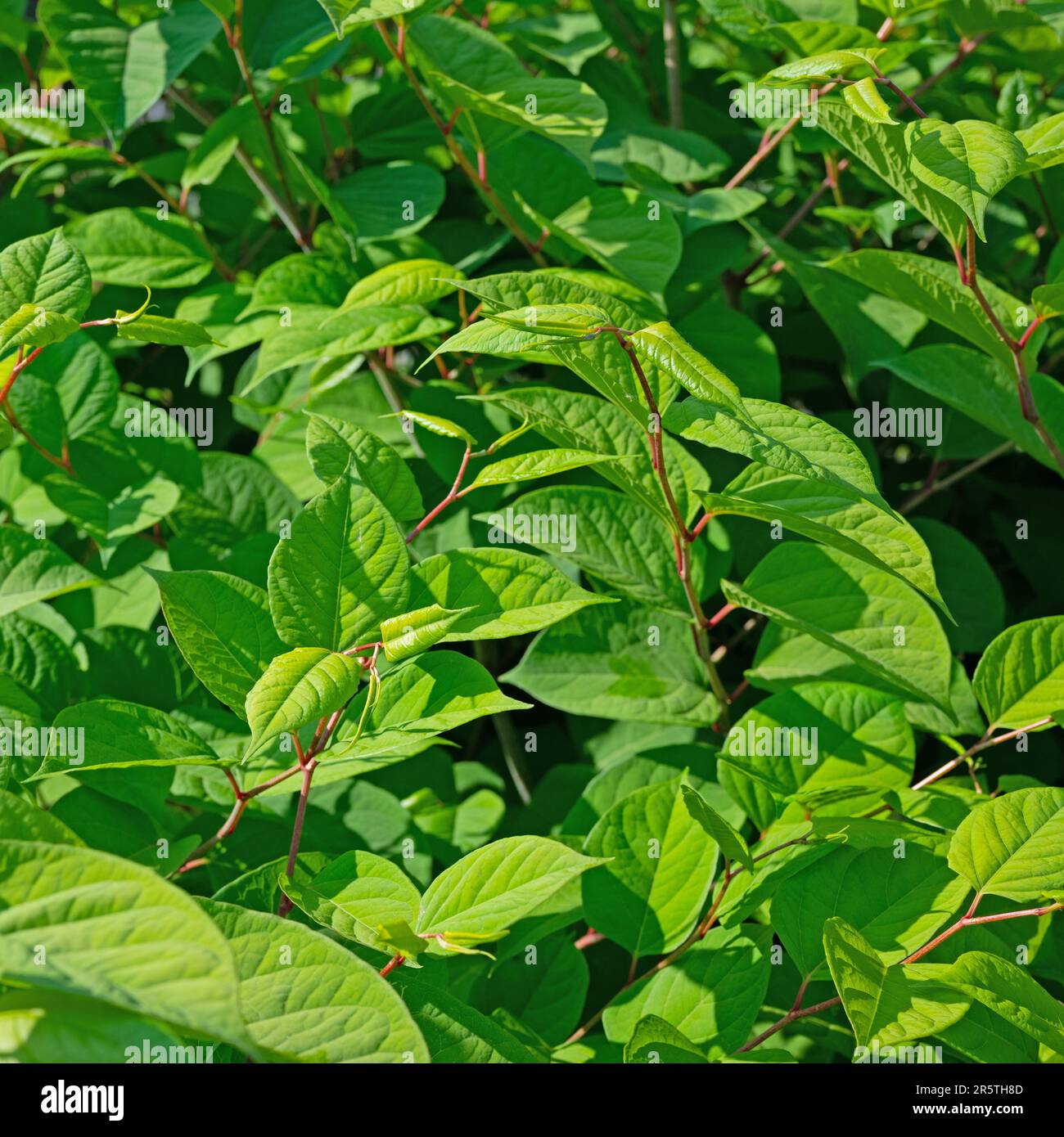 Japanische Knotweed-Blätter im Frühling Stockfoto