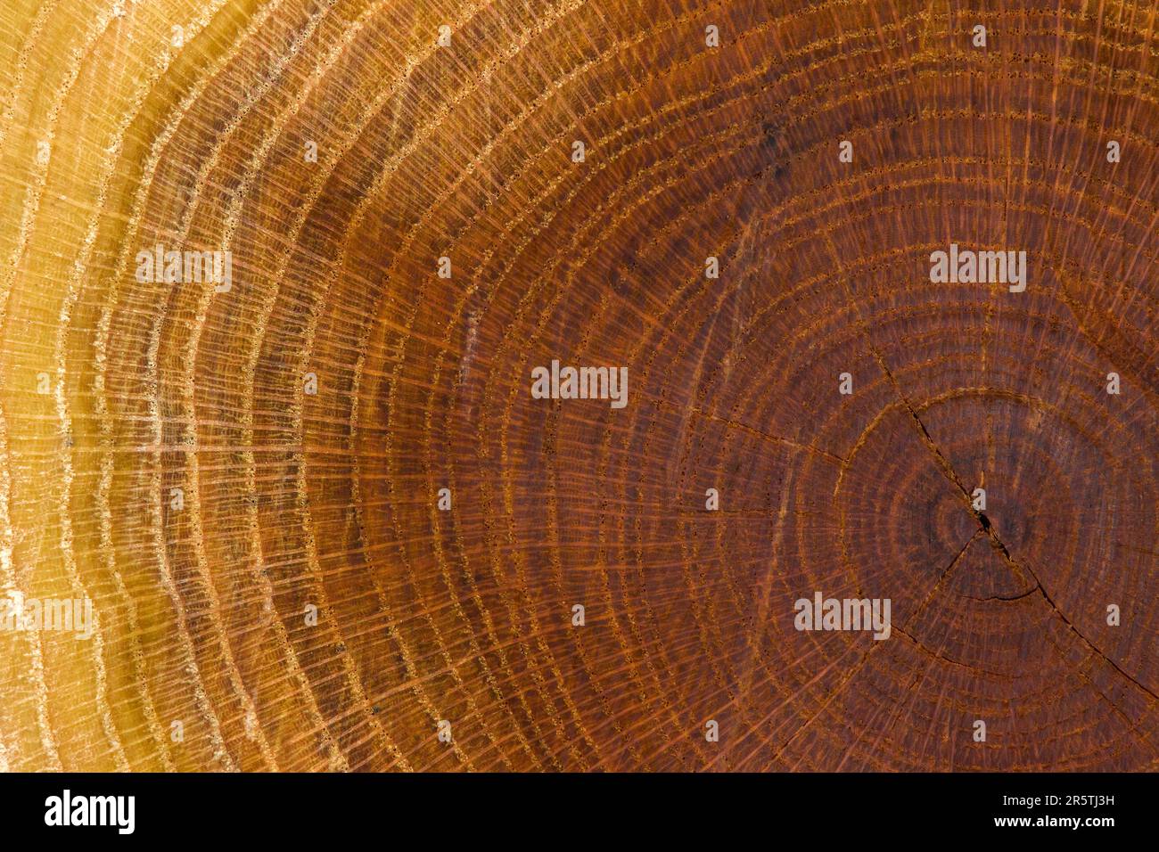 Wachstumsring auf einer Roteiche. Stockfoto