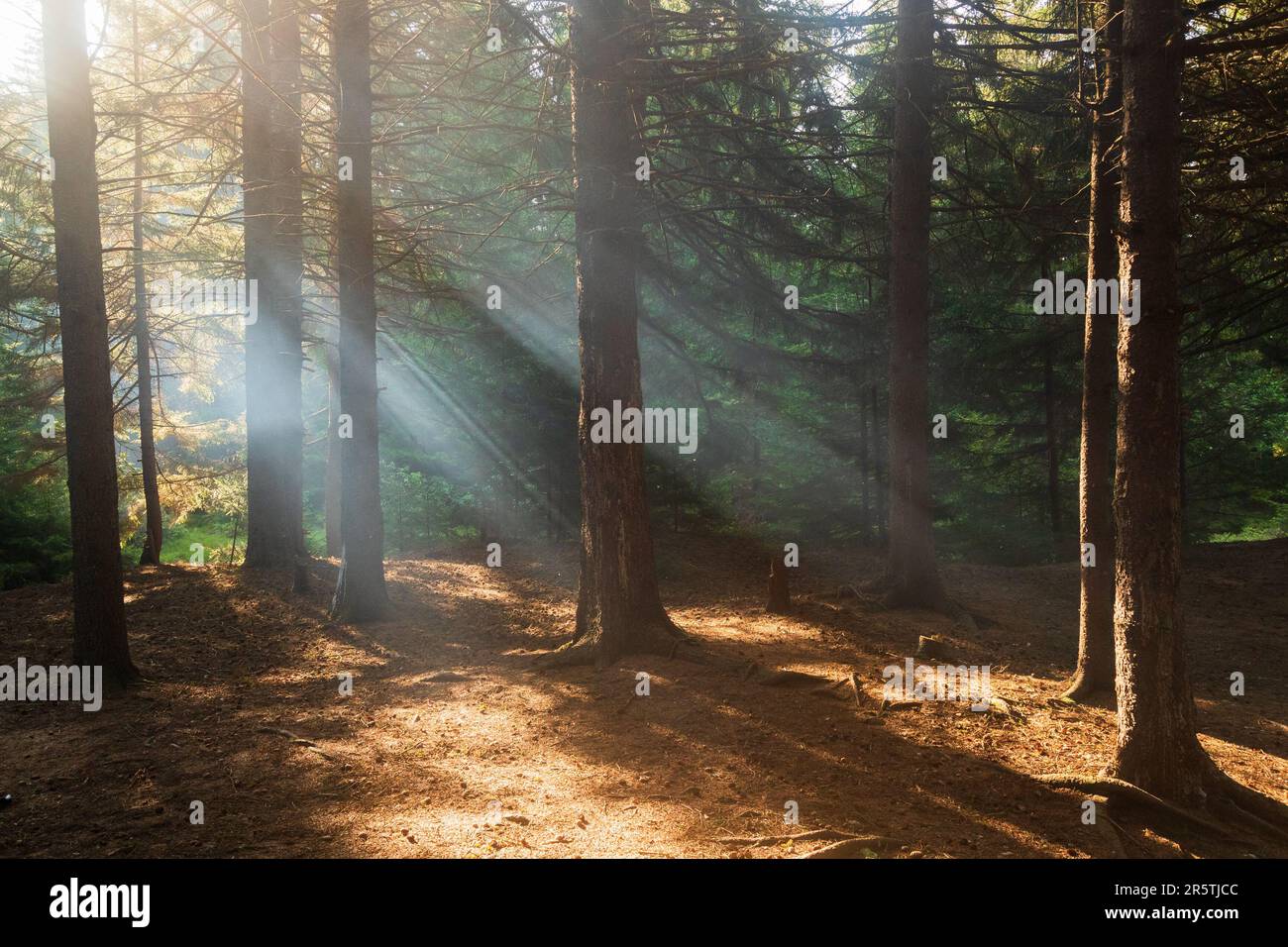 In Dolly Sods Wilderness, West Virginia, strahlen Sonnenstrahlen durch bewaldete Baumkronen Stockfoto