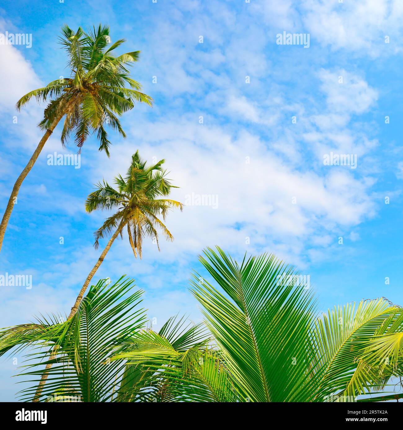 Kokospalme und blauer Himmel. Tropischer Hintergrund Stockfoto