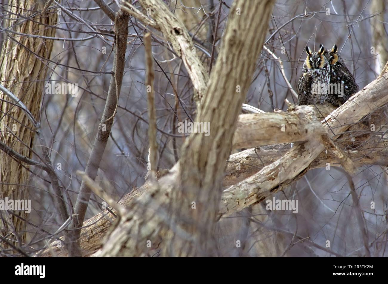 Langohrige Eule. Asio Otus. Bronx County, New York. Ein Paar langohrige Eulen, die auf einem Stand von shagbark-Hickory-Bäumen rudern. Stockfoto