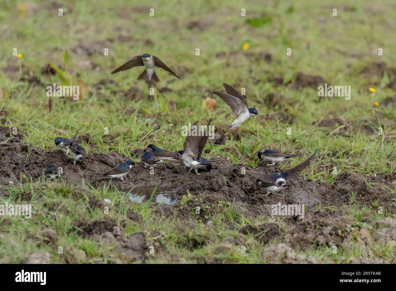 Delichon Urbica, eine Herde von Haus martins (Großbritannien), sammelt Schlamm für das Nisten in Yorkshire, England. Stockfoto