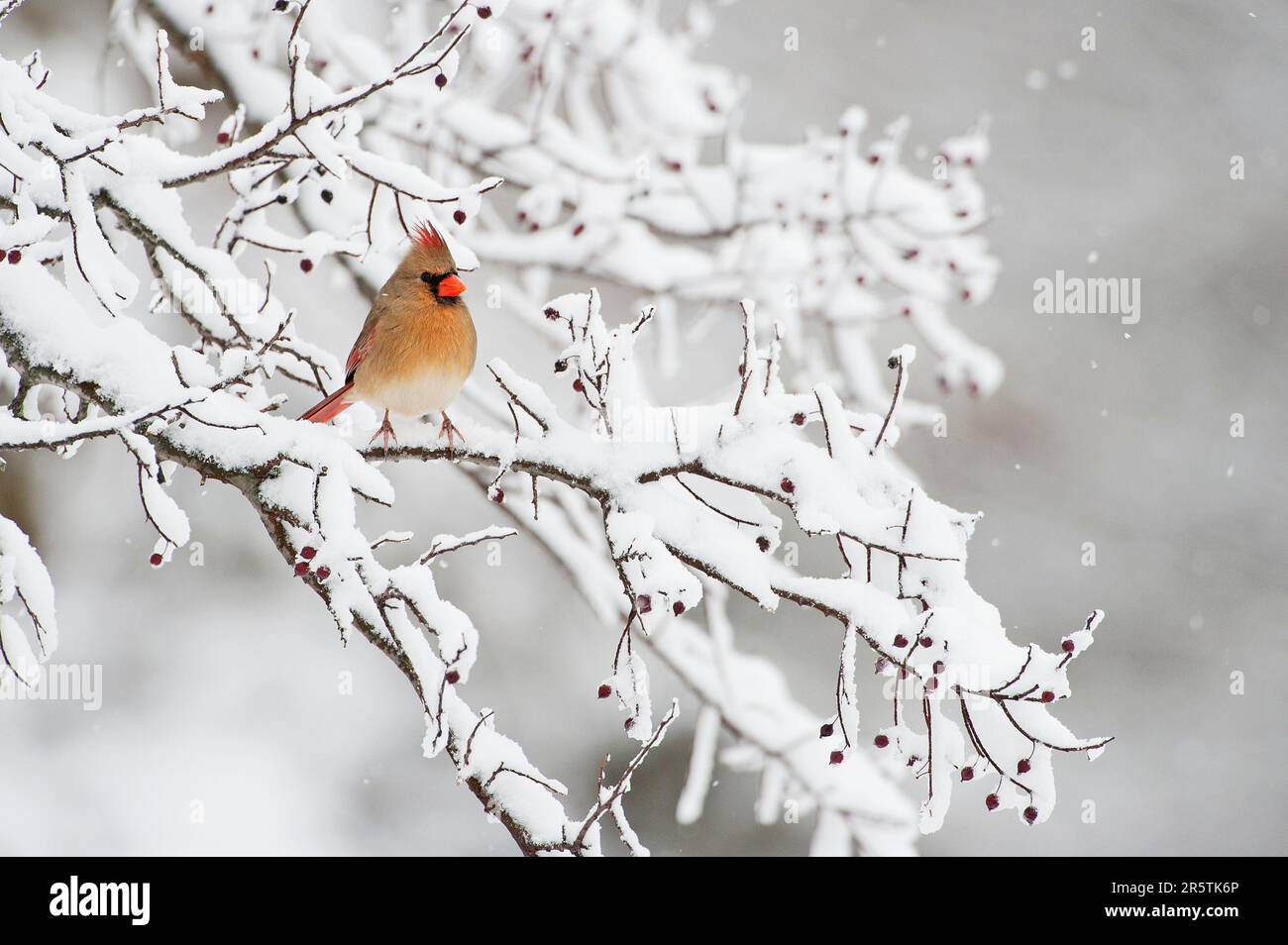 Weibliche nördliche Kardinal im Winter Stockfoto